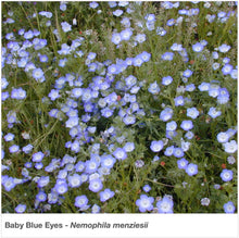 Load image into Gallery viewer, Garden view of wildflower "Baby Blue Eyes" (Nemophila menziesii).