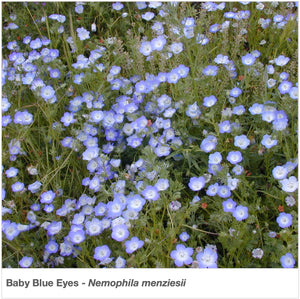 Garden view of wildflower "Baby Blue Eyes" (Nemophila menziesii).