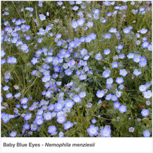 Load image into Gallery viewer, Baby Blue Eyes wildflower in full bloom in a garden. Latin name is Nemophila menziesii.
