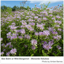 Load image into Gallery viewer, Intermountain West Native Pollinator Wildflower Mixture