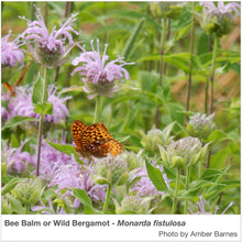 Load image into Gallery viewer, Intermountain West Native Pollinator Wildflower Mixture