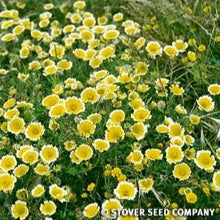 Load image into Gallery viewer, Photo of Tidy Tips flowers
