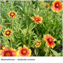 Load image into Gallery viewer, Southwest Native Pollinator Wildflower Mixture