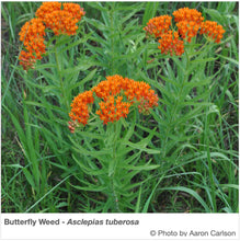 Load image into Gallery viewer, Southeast Native Pollinator Wildflower Mixture