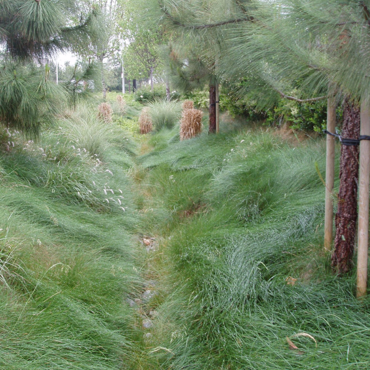 planting native grass seed California Native Biofilter Grass Seed Mixture