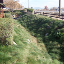 Load image into Gallery viewer, Bioswale landscape of California Native Biofilter Grass Seed Mixture.
