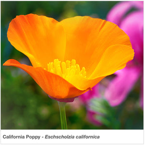 Closeup of a California Poppy wildflower (Eschscholzia californica).