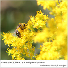 Load image into Gallery viewer, Northwest Native Pollinator Wildflower Mixture