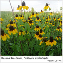 Load image into Gallery viewer, Texas Region Native Pollinator Wildflower Mixture
