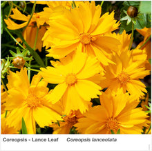 Load image into Gallery viewer, Northwest Native Pollinator Wildflower Mixture