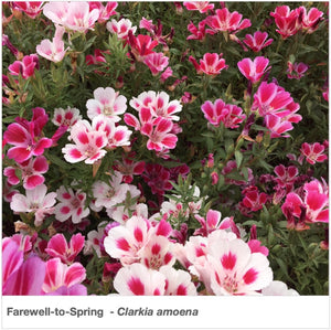 Brilliant shades of rose, pink, and white flowers in "Farewell to Spring" wildflowers. Latin name is Clarkia amoena.
