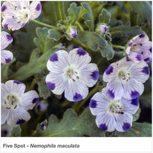 Load image into Gallery viewer, Closeup of Five Spot wildflowers. Latin name is Nemophila maculata.
