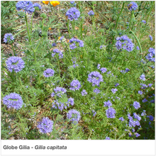 Load image into Gallery viewer, Lovely blue, globe-shaped flowers of Globe Gilia in full bloom. Latin name is Gilia capitate.
