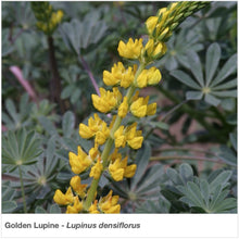 Load image into Gallery viewer, Golden Lupine flower in full bloom. Latin name is Lupinus densiflorus.
