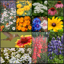 Load image into Gallery viewer, Photo collage of beautiful wildflowers in Stover Seeds&#39; Hummingbird and Butterfly Wildflower Mixture.
