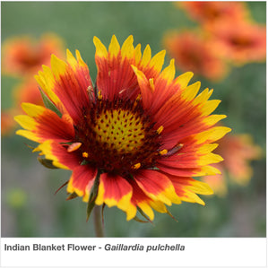Closeup of the vibrant yellow and orange/red flower of the Indian Blanket plant. Latin name is Gaillardia pulchella. 