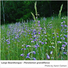 Load image into Gallery viewer, High Plains Native Pollinator Wildflower Mixture