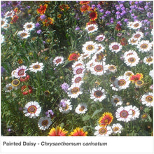 Load image into Gallery viewer, This beautiful annual mixture of Painted Daisies (Chrysanthemum carinatum) grows 18 to 36 inches tall.
