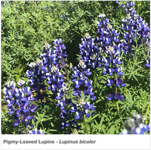 Pigmy-leaved Lupine in the garden (Lupinus bicolor).