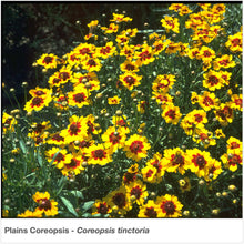 Load image into Gallery viewer, High Plains Native Pollinator Wildflower Mixture