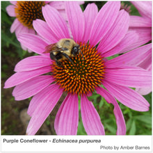 Load image into Gallery viewer, Texas Region Native Pollinator Wildflower Mixture