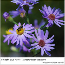 Load image into Gallery viewer, Southeast Native Pollinator Wildflower Mixture