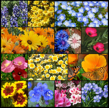 Load image into Gallery viewer, Composite photos of Southwest Wildflower Mixture showing flowers in glorious, full bloom!
