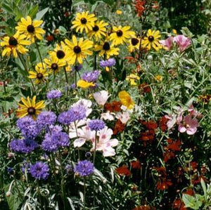 Garden photo of some of the colorful flowers found in our Hummingbird and Butterfly Wildflower Mixture .