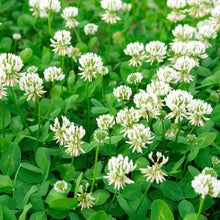 Load image into Gallery viewer, Photo White Dutch Clover in flower. So pretty!
