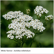 Load image into Gallery viewer, Closeup of White Yarrow wildflower. Latin name is Achillea millefolium.
