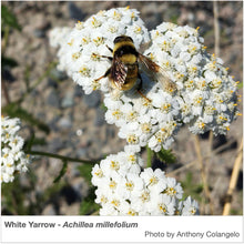 Load image into Gallery viewer, Pollinators, such as this bee, are attracted to the pure white flowers of White Yarrow. The Latin name of this plant is Achillea millefolium.
