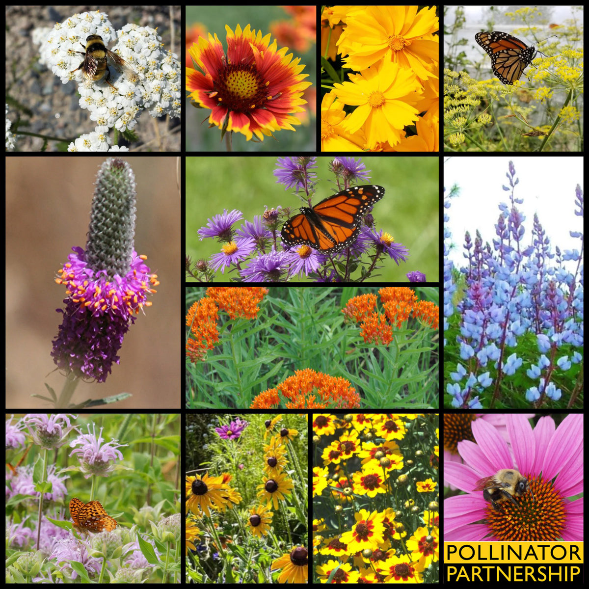 NEW! Native, Regional, Wildflower Mixtures for Pollinators through Col