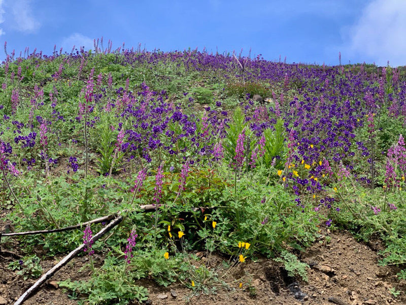 Top Mistakes to Avoid When Planting Perennial Wildflower Seeds