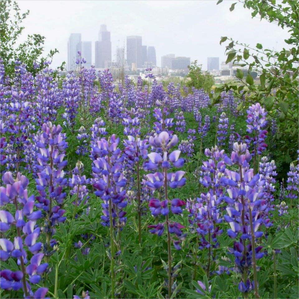 Arroyo or Blue Lupine (Lupinus succulentus) in a park in Los Angeles.
