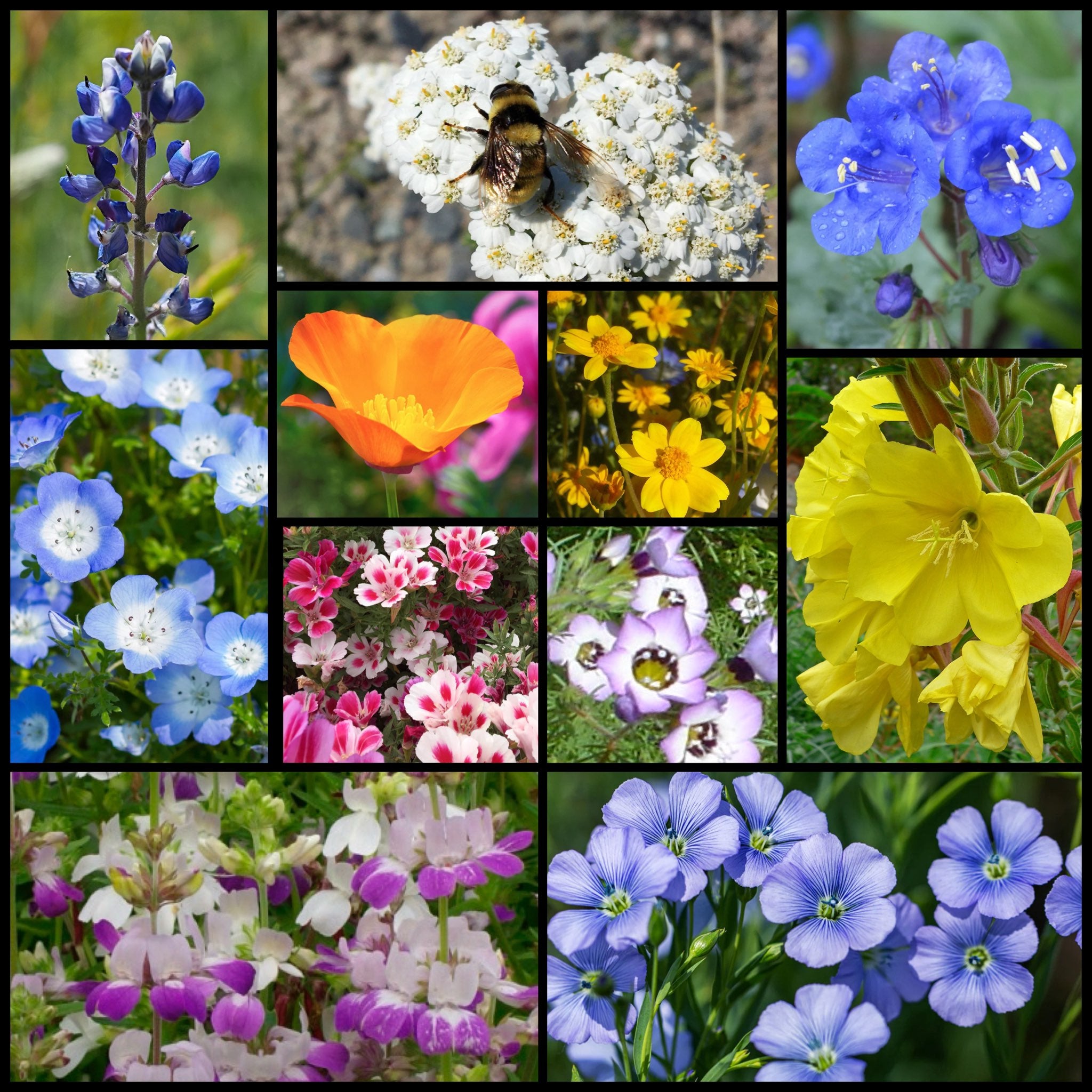 Pollinator Field Flowers Top 5 Perennials & Annuals For Pollinators