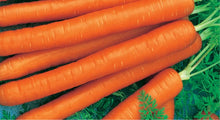 Load image into Gallery viewer, Carrot, Scarlet Nantes 100% Organic  (2 gm)
