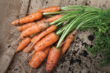 Load image into Gallery viewer, Carrot, Little Finger  100% Organic  (1 gm)
