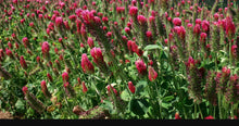 Load image into Gallery viewer, Crimson Clover (Trifolium incarnatum)
