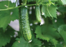 Load image into Gallery viewer, Cucumber, Straight 8 100% Organic   (3 gm)
