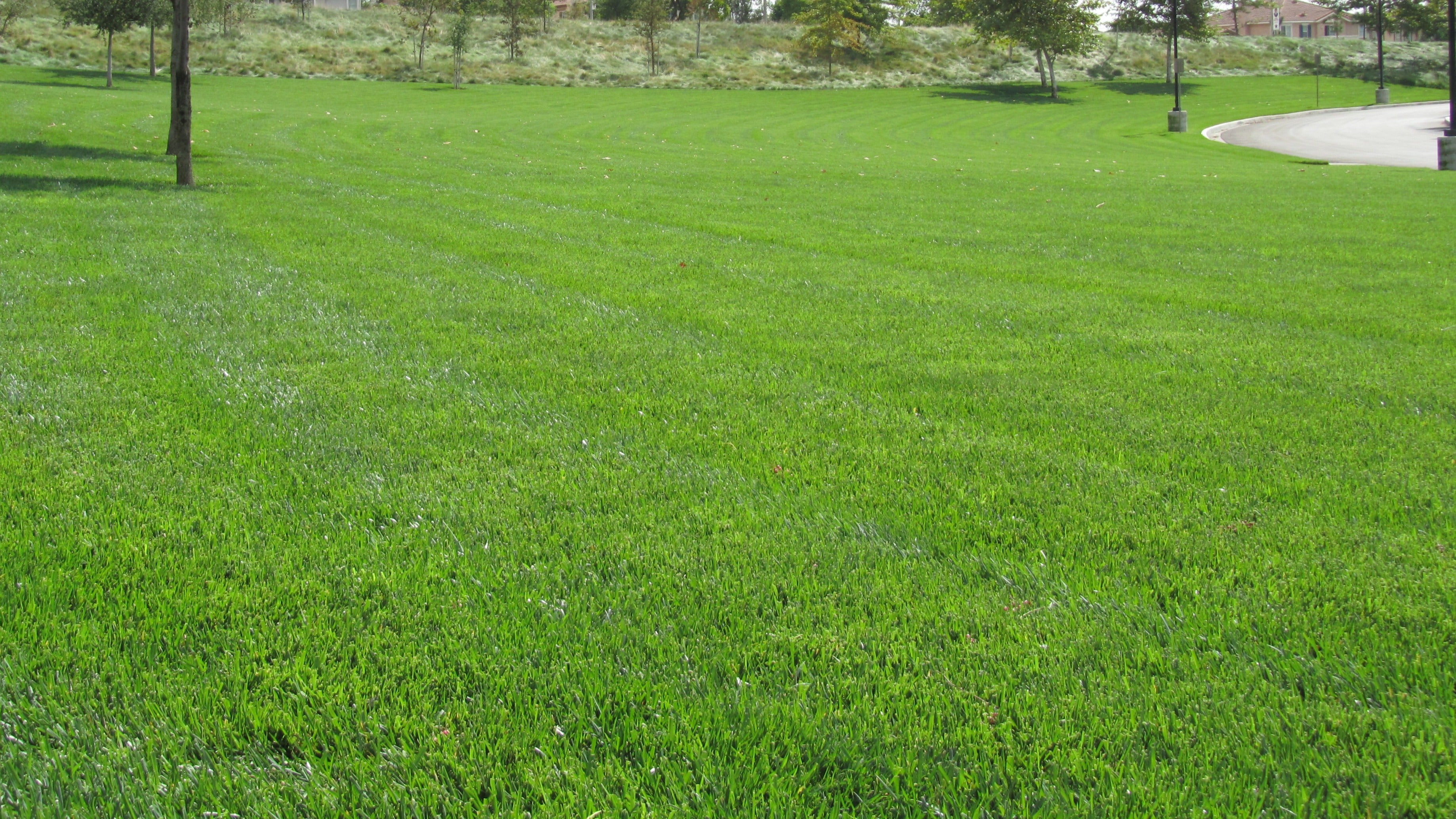 Fineturf Extreme™ Spreading and Drought Tolerant Seed Mix Platinum Q