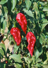 Load image into Gallery viewer, ghostpepper
