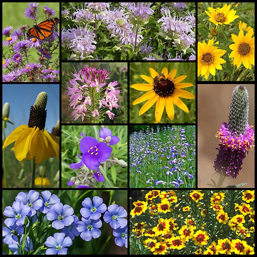 wildflower seeds for erosion control High Plains Native Pollinator Wildflower Mixture