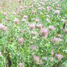 Load image into Gallery viewer, Hykon Rose Clover (Trifolium hirtum)
