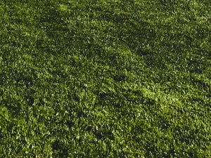 Imperial Blend™ Perennial Ryegrass & Kentucky Bluegrass Mix Platinum Quality