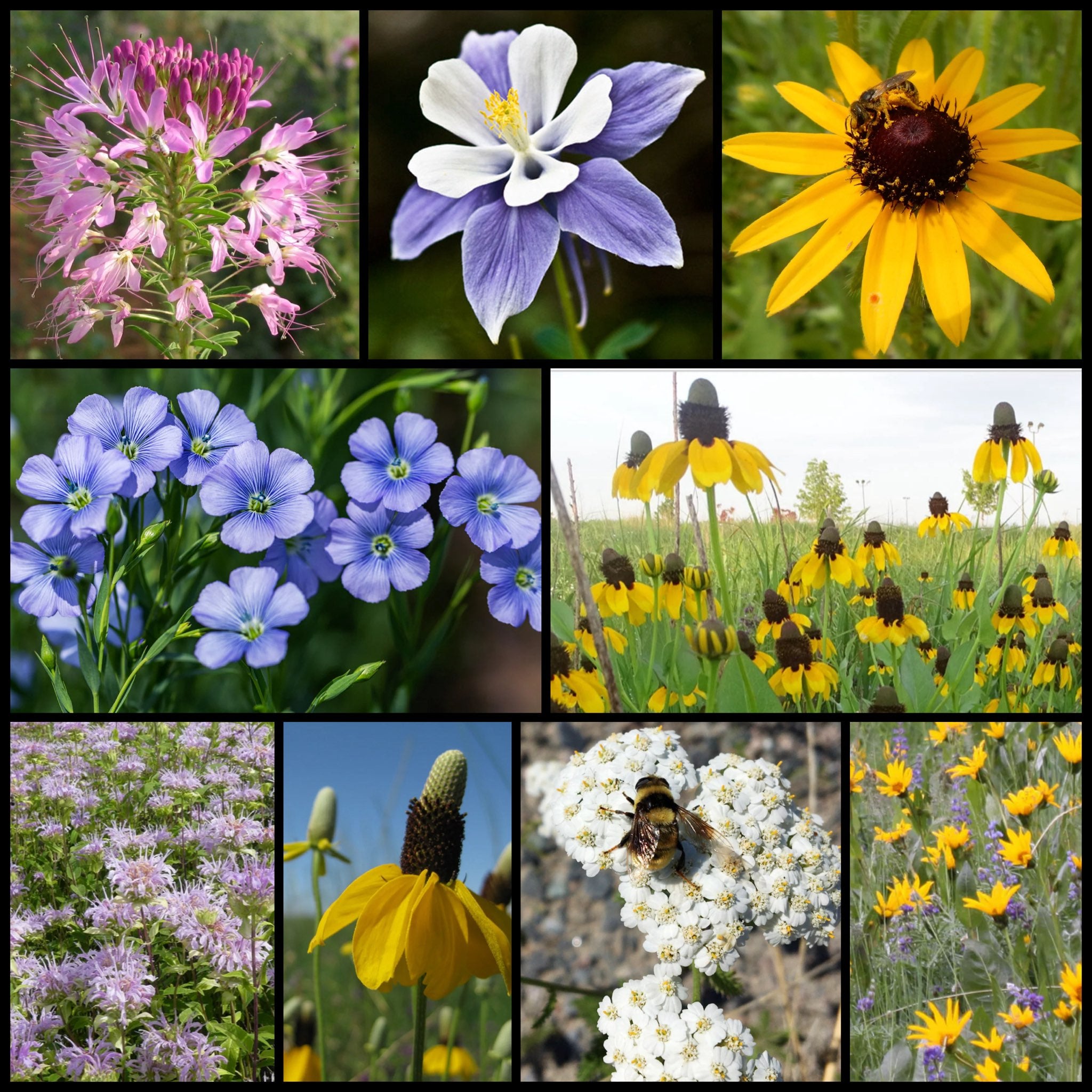 native utah wildflower seeds Intermountain West Native Pollinator Wildflower Mixture