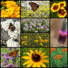 Load image into Gallery viewer, Midwest Native Pollinator Wildflower Mixture

