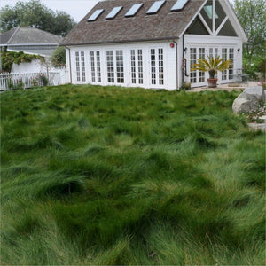 A native grass, Molate Red Fescue (Festuca rubra Molate), growing as a natural lawn.
