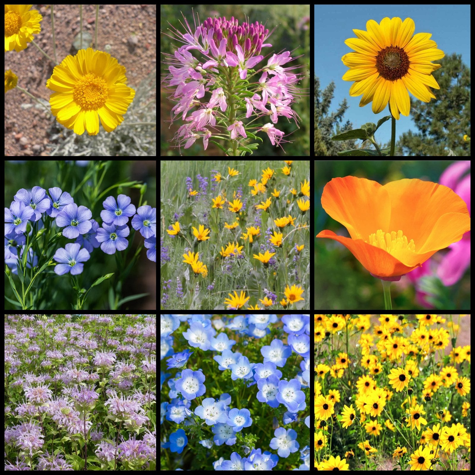 sierra nevada wildflower seeds Nevada Native Pollinator Wildflower Mixture