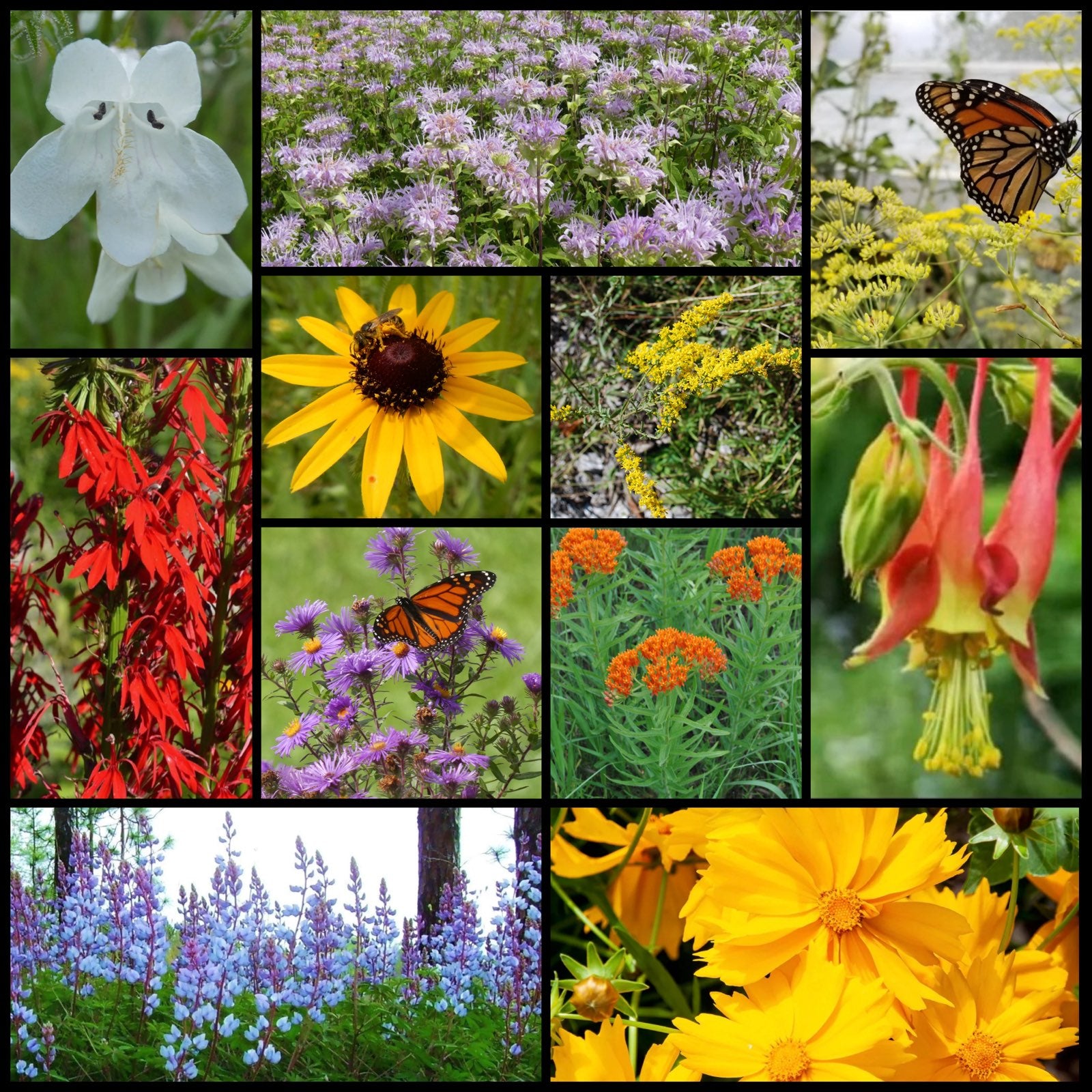 northeast wildflower seed mix Northeast Native Pollinator Wildflower Mixture