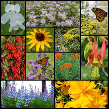 Load image into Gallery viewer, Northeast Native Pollinator Wildflower Mixture
